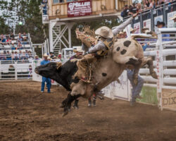 Extreme Bulls on Wednesday night of the 2017 Sisters Rodeo © 2017  Gary N. Miller, Sisters Country Photography